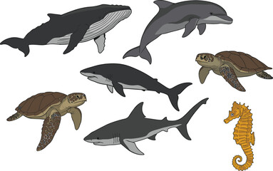 Whale, dolphin, shark, sea turtle, seahorse, marine animals, ocean creatures, aquatic wildlife illustration, underwater species, ocean life vector