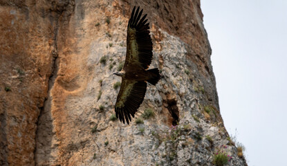 Majestic Vulture Soaring Over Cliff Face foz du lumbier in spain