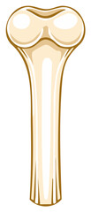 Cartoon Femur Illustration Bone Anatomy Structure Anatomical Graphic