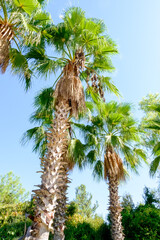 Two palm trees are standing in a field