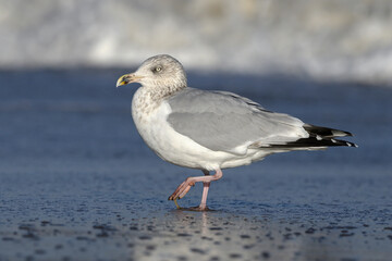 Herring Gull, Larus argentatus, adult non breeding plumage bird walking in the sea