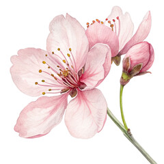 Naklejka premium Delicate pink cherry blossom watercolor painting isolated on a transparent background flower