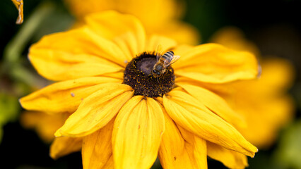 Yellow flower with a bee on it