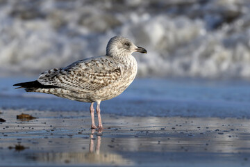 Herring Gull, Larus argentatus, juvenile non breeding plumage bird standing in the sea
Norfolk