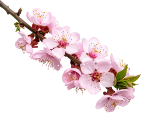 Blossom Branch Display: A delicate branch adorned with an array of vibrant, pink blossoms against a pristine backdrop, a symbol of spring and renewal.