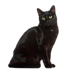 Mysterious Gaze of a Black Cat: A sleek black cat with piercing yellow eyes sits regally, embodying elegance and enigmatic charm, gazing directly at the viewer.