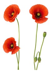Obraz premium Stunning Closeup of Three Vibrant Red Poppies Isolated on White Background
