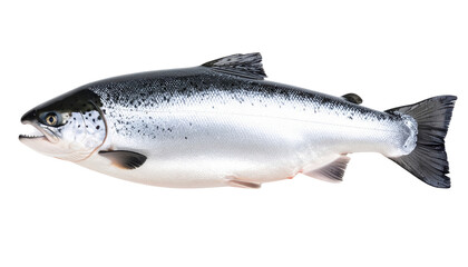 Obraz premium Shiny Salmon: This captivating close-up of a fresh, silvery salmon showcasing its vibrant scales and sleek form, a testament to nature's elegant design and culinary versatility.
