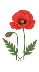 Obraz premium Stunning Red Poppy Flower with Bud and Leaves A Botanical Illustration
