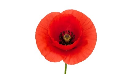 Obraz premium Stunning Close-Up of a Vibrant Red Poppy Flower Isolated on White Background
