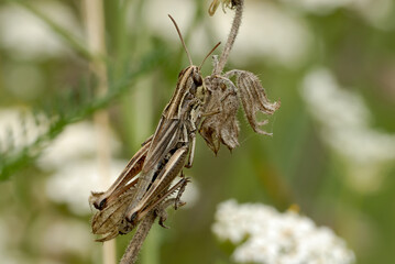 Meadow grasshopper, Pseudochorthippus parallelus, female sitting on a dry tiny flower, close up