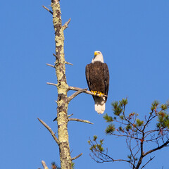 Bald Eagle Perched With Blue Sky Background