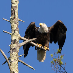 Bald Eagle Taking Flight from a Tree with Blue Sky Background