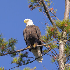 Bald Eagle Perched With Blue Sky Background