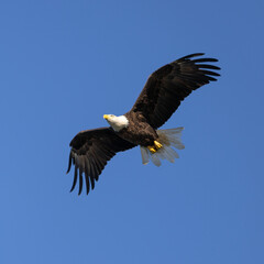 Obraz premium Bald Eagle Soaring in the Blue Sky
