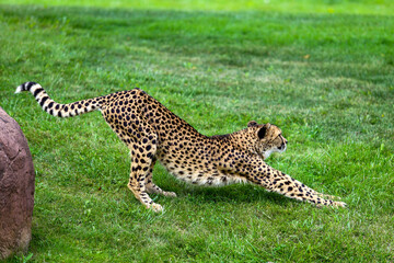 Cheetah stretch