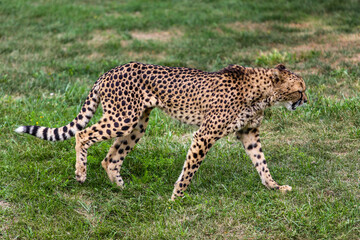 Cheetah 
