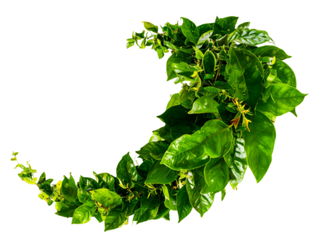 Curved Arc of Glossy Green Leaves in Motion, isolated on transparent background PNG