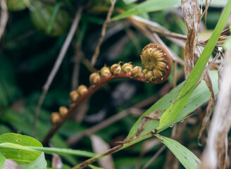 Fiddlehead Fern Emerging in Lush Greenery Creating a Natural Canopy Above