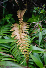 Long Fern Frond Spread Among the Tropical Greenery of the Forest Ground Below