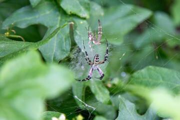 Spinne im Netz