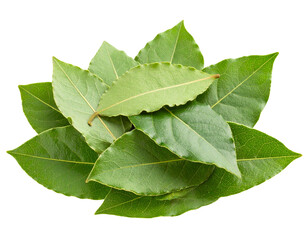 Obraz premium Cluster of Galbanum Leaves with Side Angle, isolated on transparent background PNG