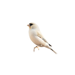 Fototapeta premium elegance in stillness a solitary bird perched isolated on white background, png, ai generated.