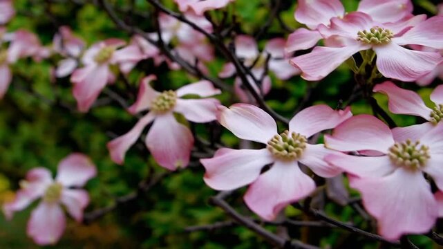 Asian Inspired Dogwood Flowers Blooming on Branch