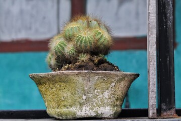 Green Cactus in a Rustic Ceramic Pot