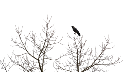 Black bird perched on frosty tree branches under dark night sky