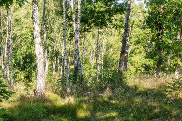 Birkenwäldchen in Schweden