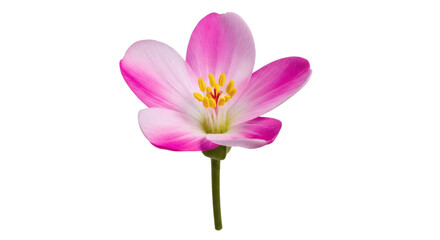 Fototapeta premium Single pink flower with yellow center on a black background image