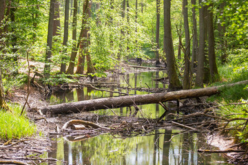 Briesetal in Brandenburg mit Biberbauten