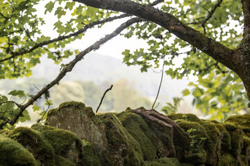 Traditional dry stone wall in rural english landscape. Peaceful nature scene in the countryside of Britain, rural charm and tranquillity, heritage, travel and peaceful slow living 