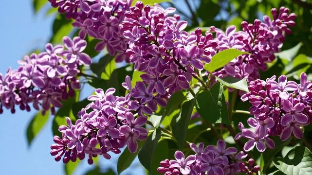 Closeup of Blooming Purple Lilac Flower Branches in Garden During Springtime