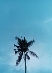 palm tree and blue sky