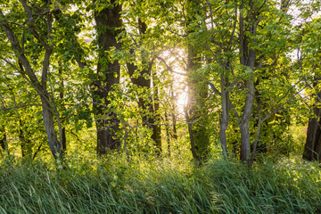 Verzauberte Abendstimmung bei Sonnenuntergang mit Bäumen im Gegenlicht am Röddelinsee