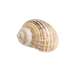 Close-up of a spiral seashell.  Creamy-beige shell with brown/tan stripes.  Detailed spiral pattern.  Isolated on black background