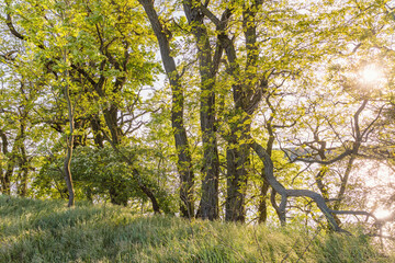 Verzauberte Abendstimmung bei Sonnenuntergang mit Bäumen im Gegenlicht am Röddelinsee