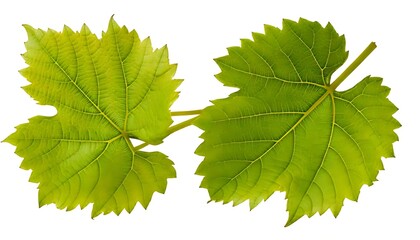 Two vibrant green grape leaves, detailed veins, isolated on white