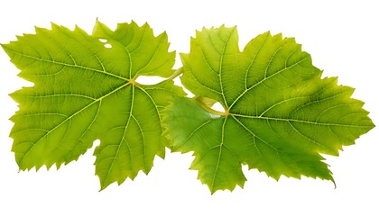 Two vibrant green grape leaves, detailed veins, serrated edges, isolated on white