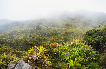 Foggy Green Landscape Blanketed with Lush Vegetation and Enigmatic Charm