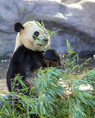Giant pandas eating bamboo