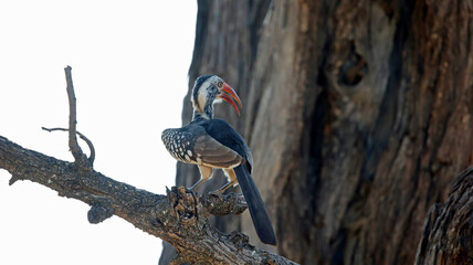 Obraz premium Red billed hornbills in the Okavango delta