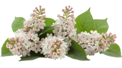 Violet lilac branches with leaves isolated on transparent background