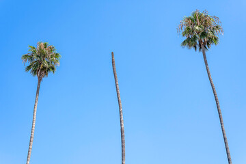 A Mexican Fan Palm (Washingtonia robusta) against a bright blue sky.