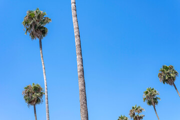 A Mexican Fan Palm (Washingtonia robusta) against a bright blue sky.