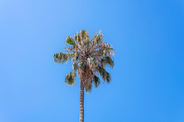 A Mexican Fan Palm (Washingtonia robusta) against a bright blue sky.