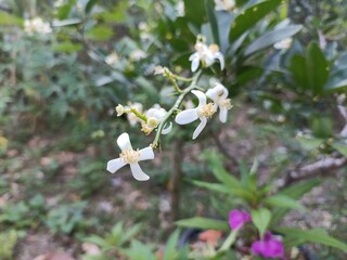 The flowers of the Citrus maxima fruit tree are white with yellow pistils. They thrive in small pots