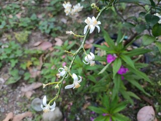 The flowers of the Citrus maxima fruit tree are white with yellow pistils. They thrive in small pots